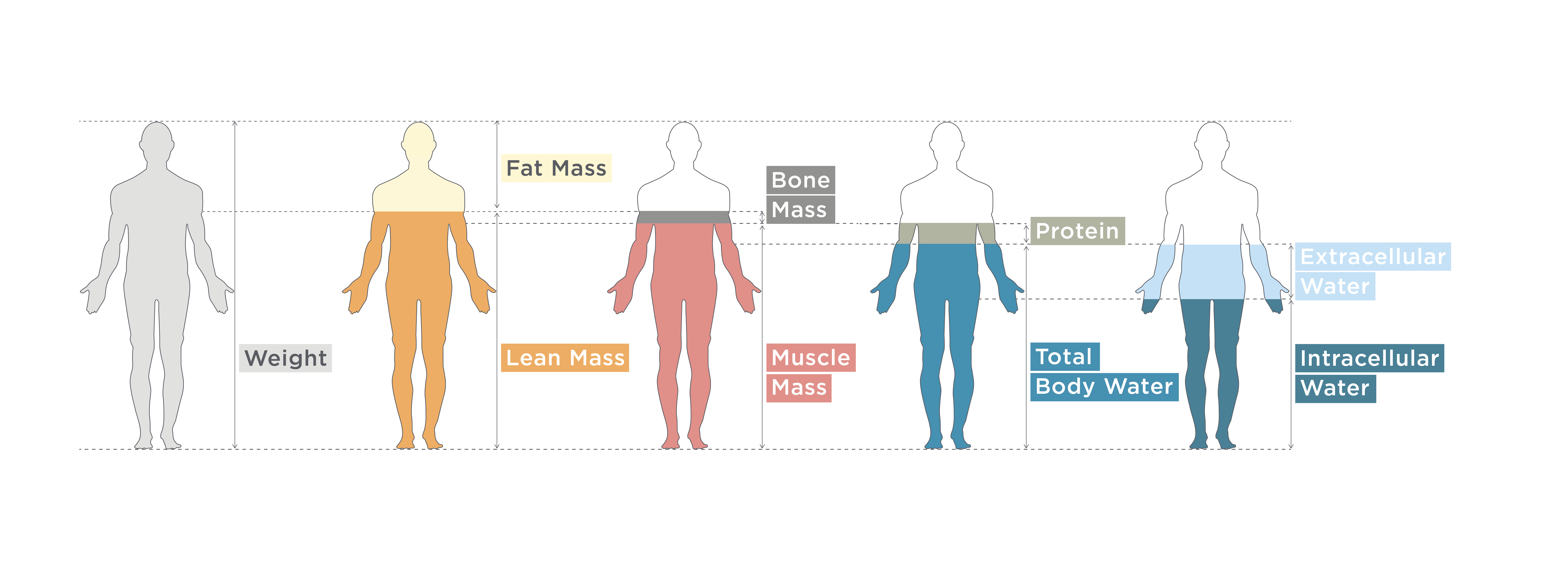 Body Composition Scale with Body Fat, Body Water and Muscle Mass