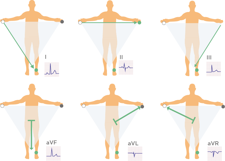 Withings' Body Scan scale will take EKGs and measure segmented